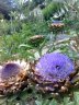 artichokes and bees.jpg - 